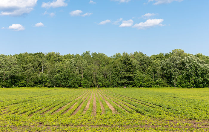 Agriculture Burgess Land Management