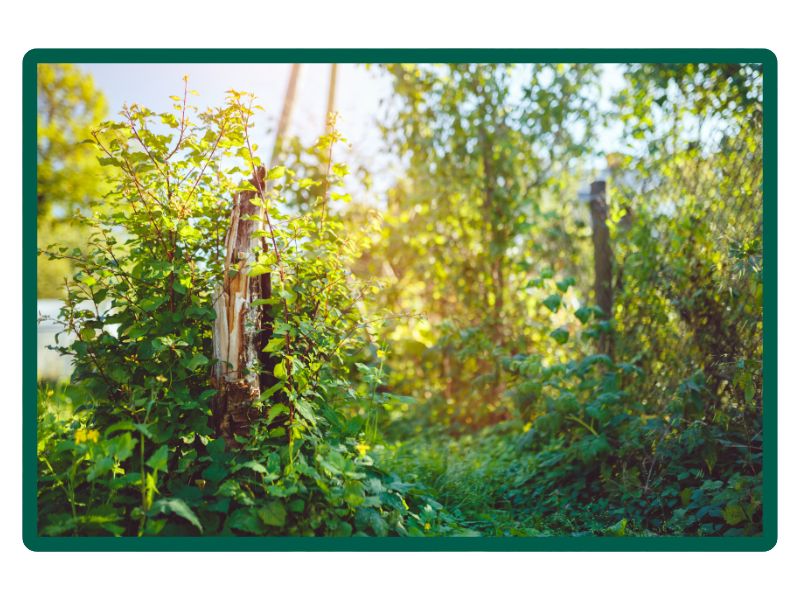 Land Clearing Manchester